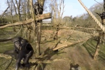 ape v drone