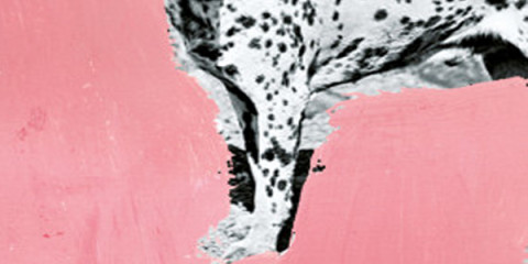 Bret Easton Ellis and Other Dogs, And Other Stories